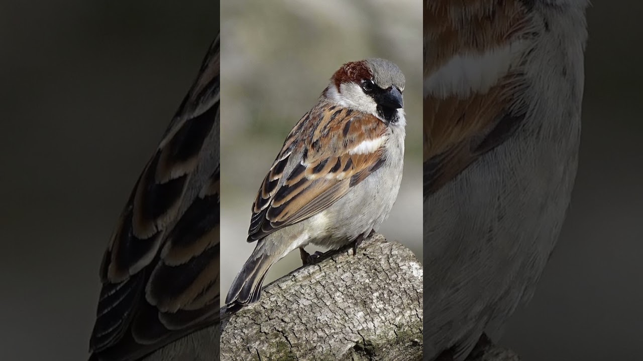 Brave sparrow story part 1. #story #sparrow #nature #real #hunter