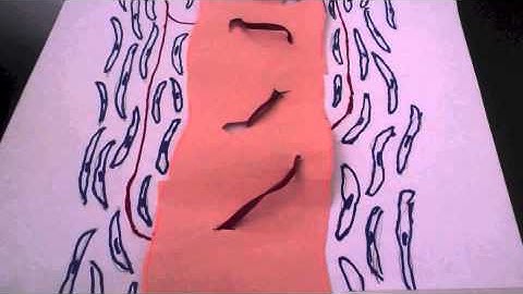 BIO-201 - Intramembranous Ossification Modeling Project