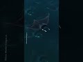 POV: swimming with rays 🤩 #NationalGeographic