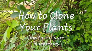 How To Clone Your Plants with Air Layering. ( blueberries )