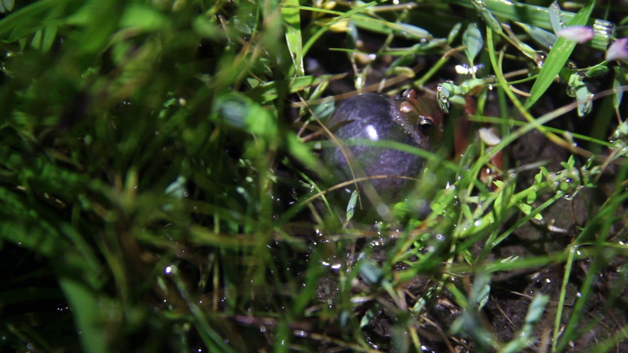 Microhyla niphamariensis