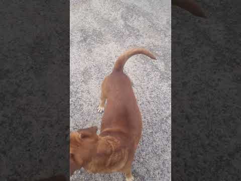 # #amiguinhos tá vendo 👀