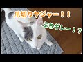 保護猫　ちびまる　爪切りにぶちギレる！！
