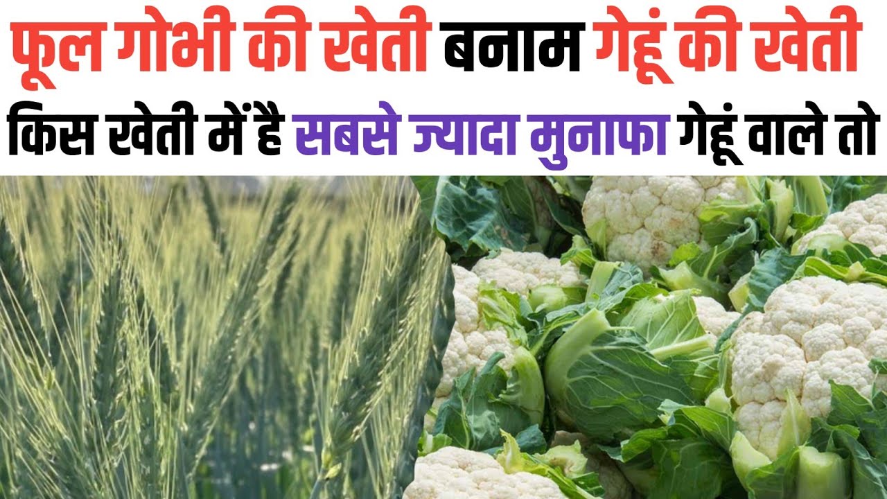 गेहूं की खेती बनाम फूल गोभी की खेती । सिर्फ 90 दिन में गेम ओवर Gehun ki kheti / phool gobhi ki kheti