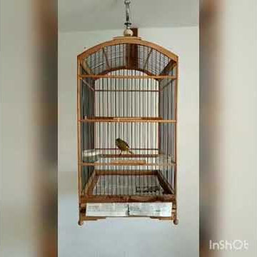 Kenari Isian Ciblek / Prenjak Mantabb bos