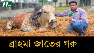 ব্রাহমা জাতের ১৮টি গরু জব্দ
