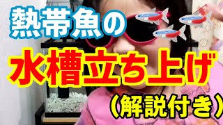 熱帯魚の水槽の立ち上げ方☆ネオンテトラを飼い始めました♪【理科・生物】