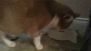 Picollo loves his tuna