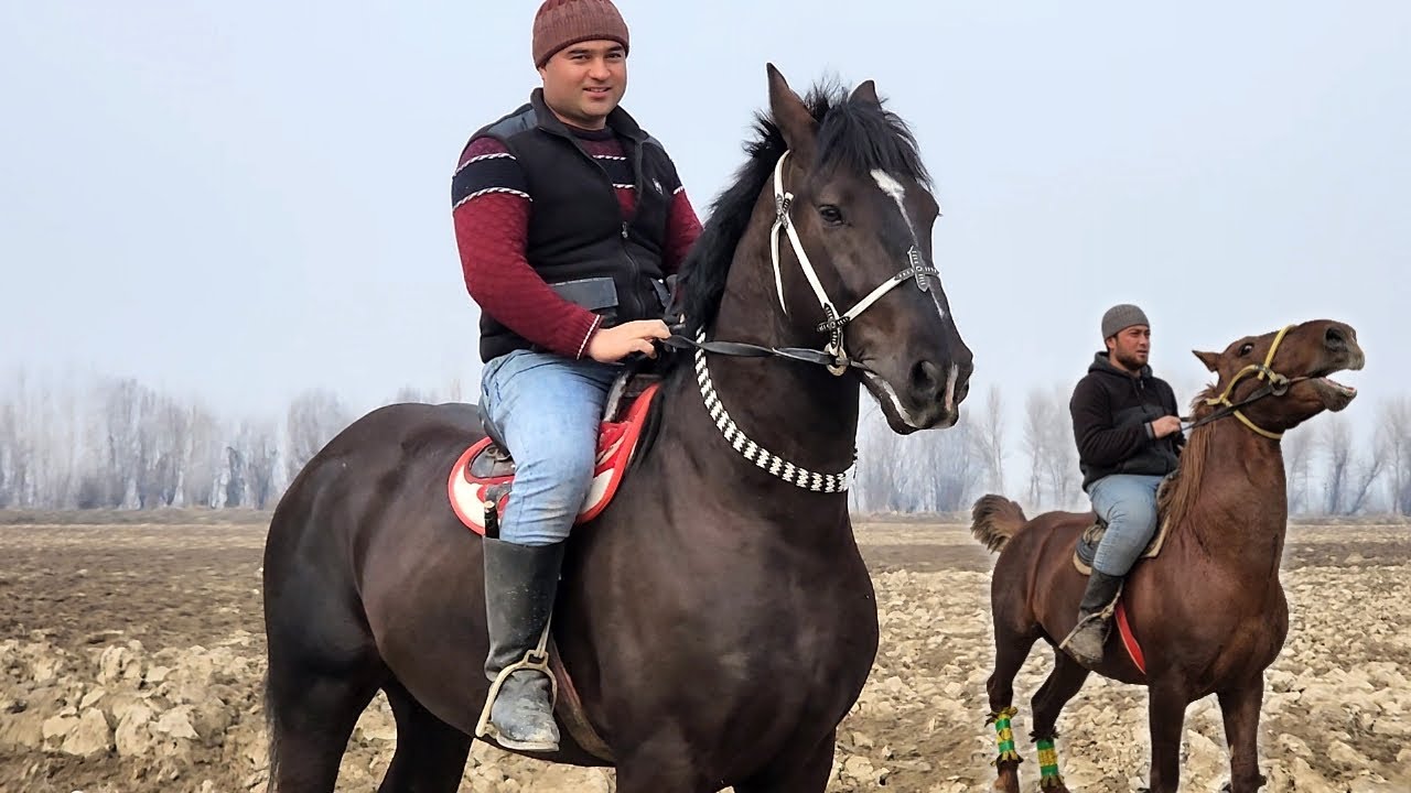 ОТНИ ОТИ СУЛТОН.. FAZLIDDINDA ULOQCHI OTLAR..(Mus Tv)(OT).Продаю лошады.