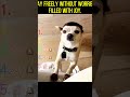 Play freely without worries, filled with joy  #funny #petsrule #dog #doglife #cutedog  #funnydogs