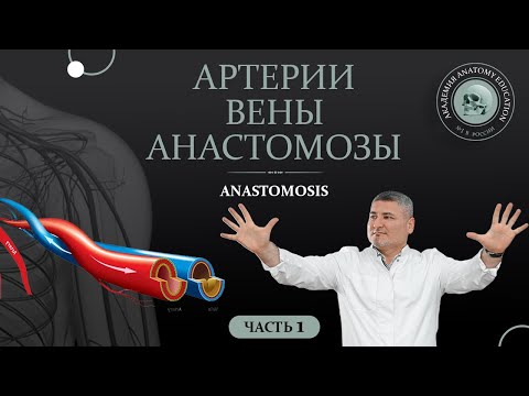 Артерии. Вены. Анастомозы / Anastomoses. Часть 1