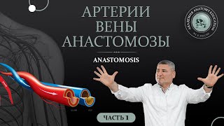 видео: Артерии. Вены. Анастомозы / Anastomoses. Часть 1 картинка: Артерии. Вены. Анастомозы / Anastomoses. Часть 1