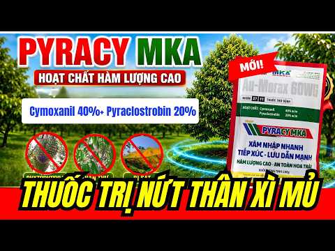 Hoạt chất Cymoxanil 40% đặc trị nứt thân xì mủ - PYRACY MKA 2 hoạt chất phổ rộng hàm lượng cao