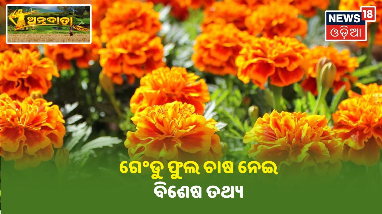 Annadata | ବୈଜ୍ଞାନିକ ପଦ୍ଧତିରେ ଗେଣ୍ଡୁ ଫୁଲ ଚାଷ କିପରି କରିବେ