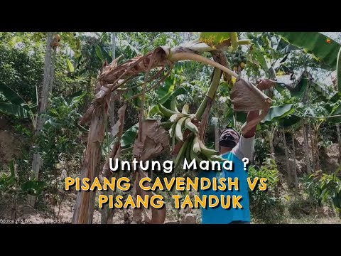 Pisang Tanduk