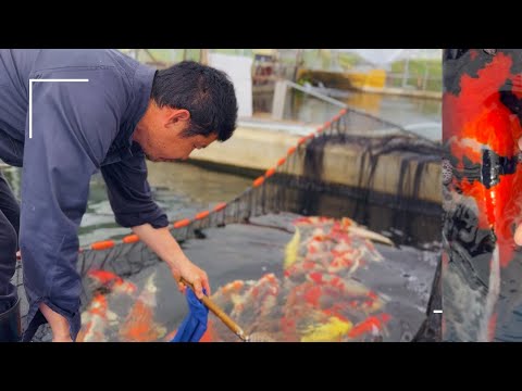 【昭和三色】初心者にもおすすめの昭和三色の魅力#koifish #塩田養鯉場 #アクアリウム