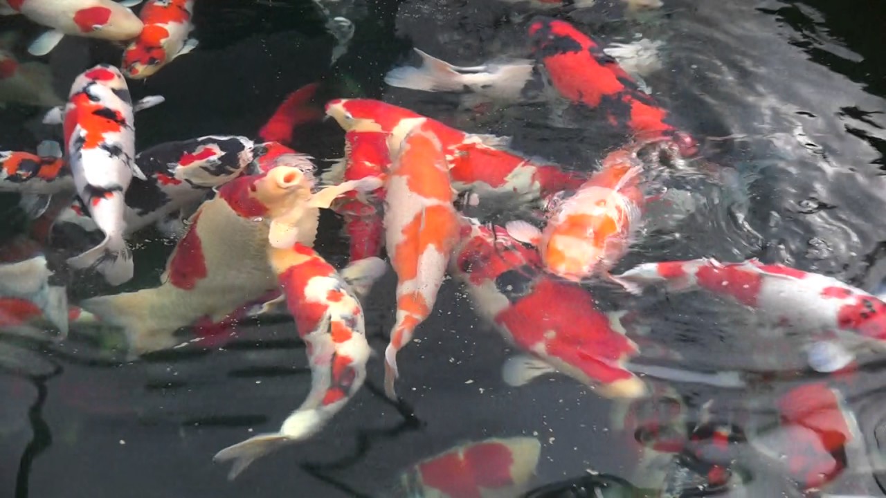 Show Pond II - 50.000L 5m x 4m x 2,5m - Koisize 60-85cm - Dezember 2016 - KoiAqua.de