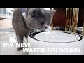 PETKIT EVERSWEET 3 WATER FOUNTAIN REVIEW | KITTICOOPER