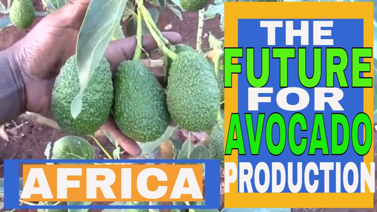How & WHY Africa IS The FUTURE For WORLD AVOCADO Production; The GREEN GOLD RUSH Is On! BackToNature