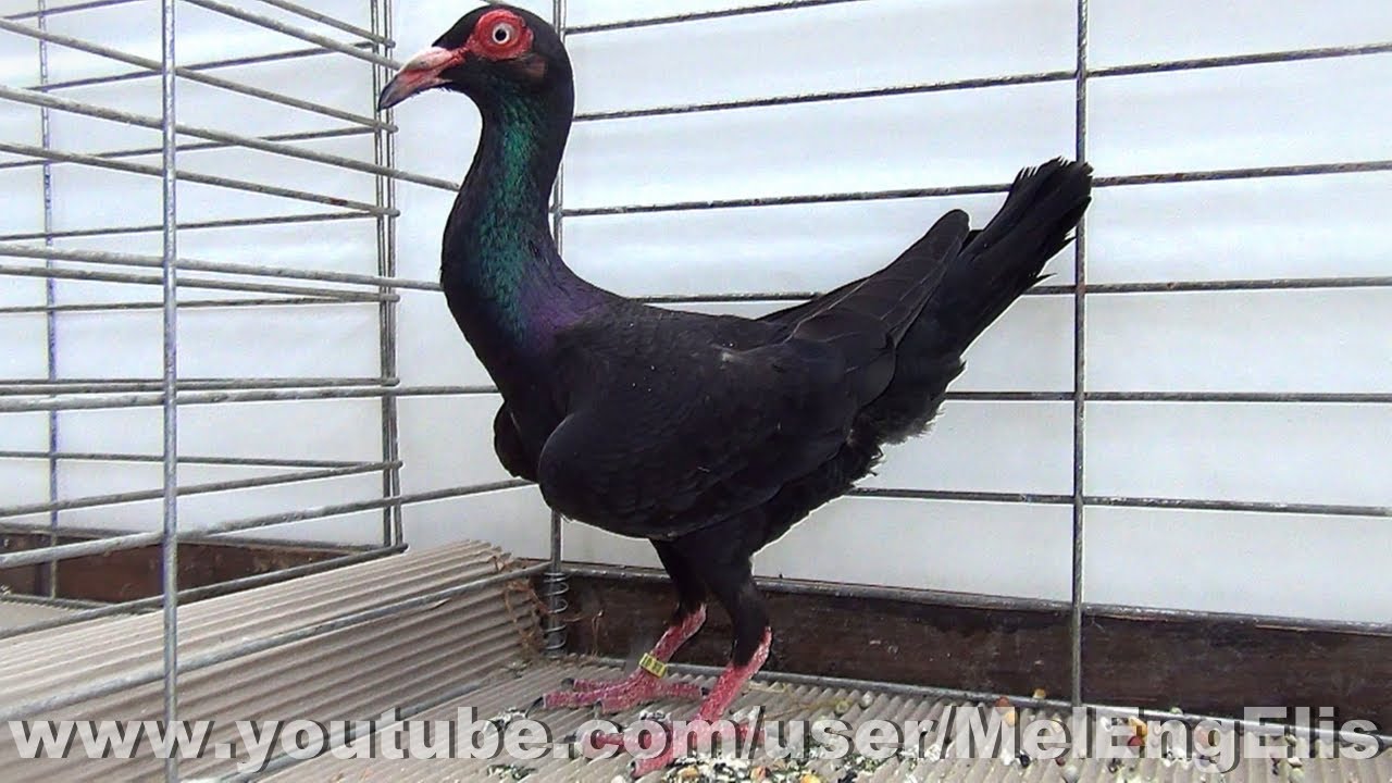 Pigeon Bagadais Français noir - Évreux 2024