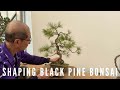 Shaping black pine bonsai trees