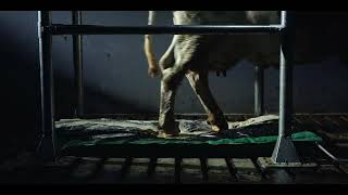 MS AutoHoofClean: Automated hoofcare screenshot 1