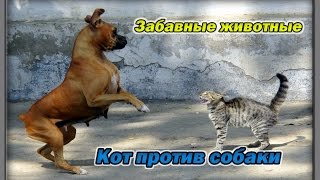 Смешные животные. Кот против собаки.