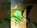 Kumra Chal Cutting 🔪 💥 So Satisfying #shorts #ytshorts #food