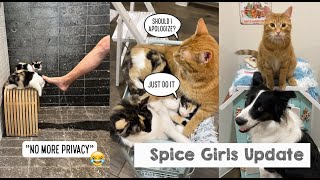 Spice Girls Update!