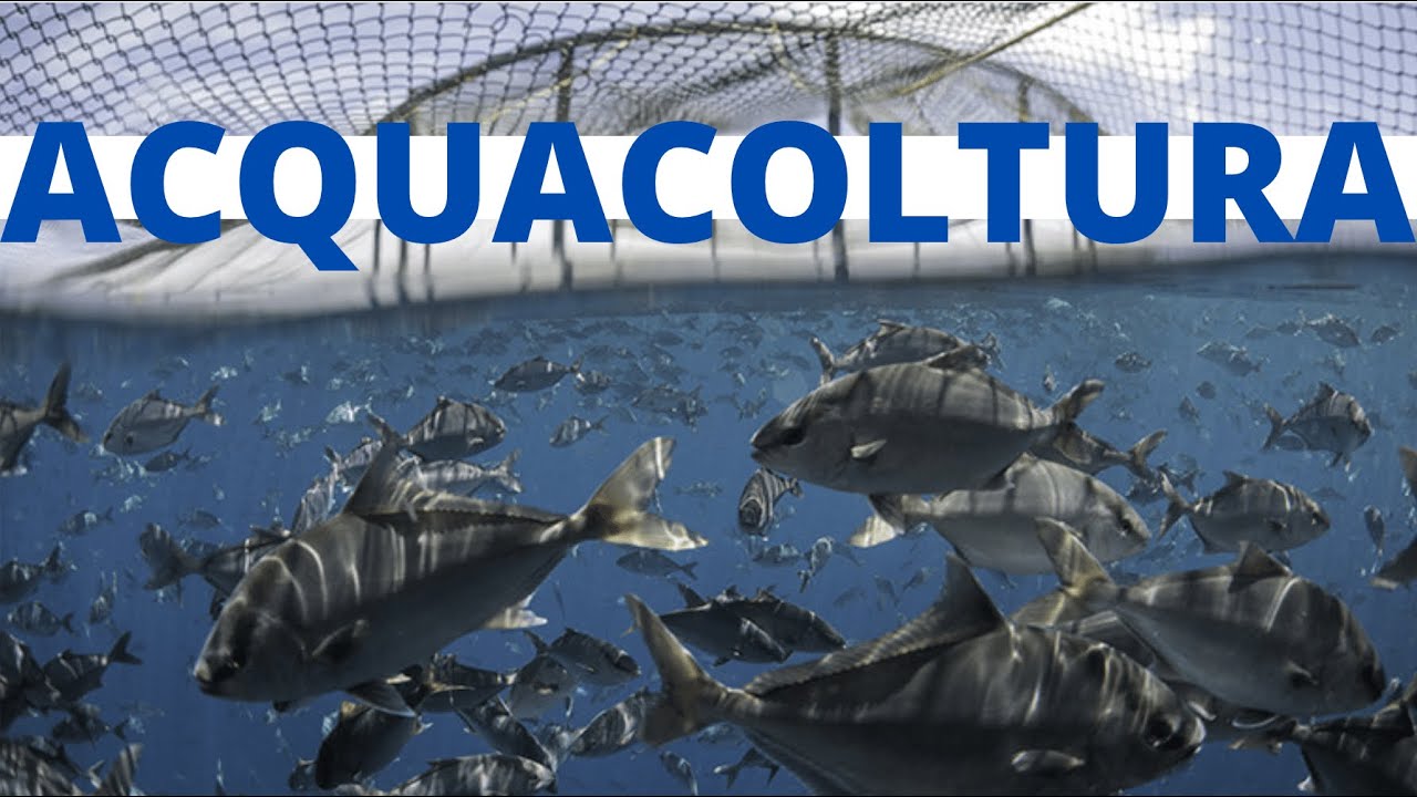 (Ep.32) ACQUACOLTURA: tutto quello che devi sapere