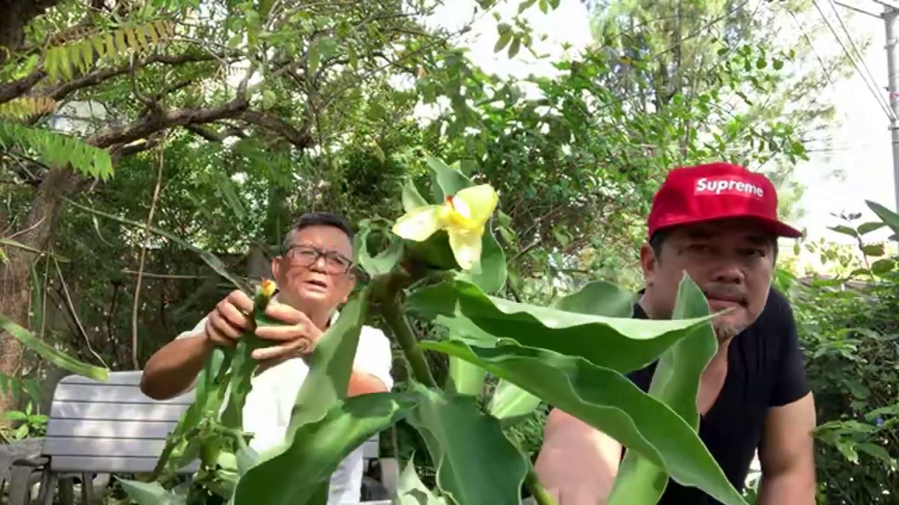 Insulin Plant : Can it cure diabetes? Erectile Dysfunction? Chat with