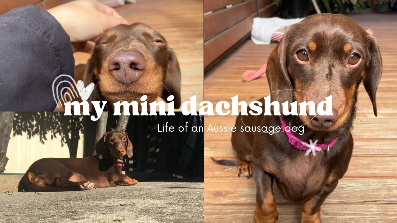 Mini Dachshund Loves the Outdoors YouTube