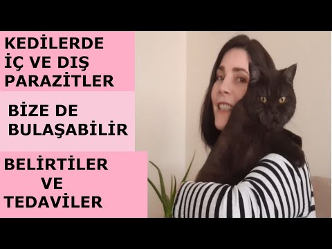 Video: Kedilerde Bağırsak Parazit Enfeksiyonu (Strongiloidiazis)