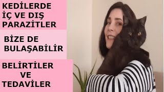 Kedilerde iç ve dış parazit | Kedide parazit belirtisi | Kedi parazit aşıları | Kedilerde pire, bit