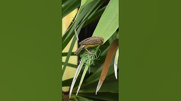 The Structural Engineer is Incredible Skilled At Building Houses ! 85#viralshort #birds