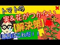 【トマトの花がつかない】トマトの実&花がつかない原因と解決策!【アニメでわかる家庭菜園お役立ち情報】