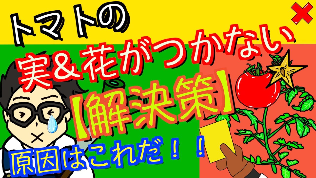 トマトの花がつかない トマトの実 花がつかない原因と解決策 アニメでわかる家庭菜園お役立ち情報 Youtube