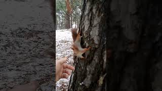 A playful squirrel in the forest plays hide and seek with me.