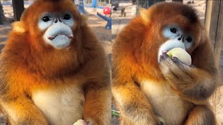 Cute golden snubnosed monkey eat his favorite fruit