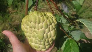 Srikaya - Buah  Nona  Jumbo Tambulapot #tambulapot  #srikaya  #buahnona