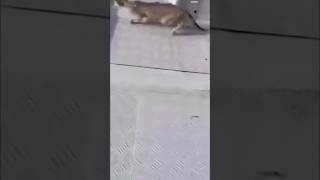 What scared the cat to jumped into the sea 😱 #video #short #explore