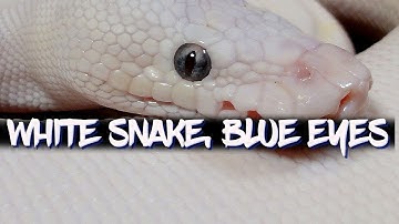 The Blue Eyed Leucistic Complex (Blue Eyed Lucy Ball Python)