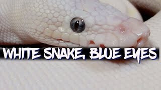 Celebrity The Blue Eyed Leucistic Complex (Blue Eyed Lucy Ball Python) Net Worth