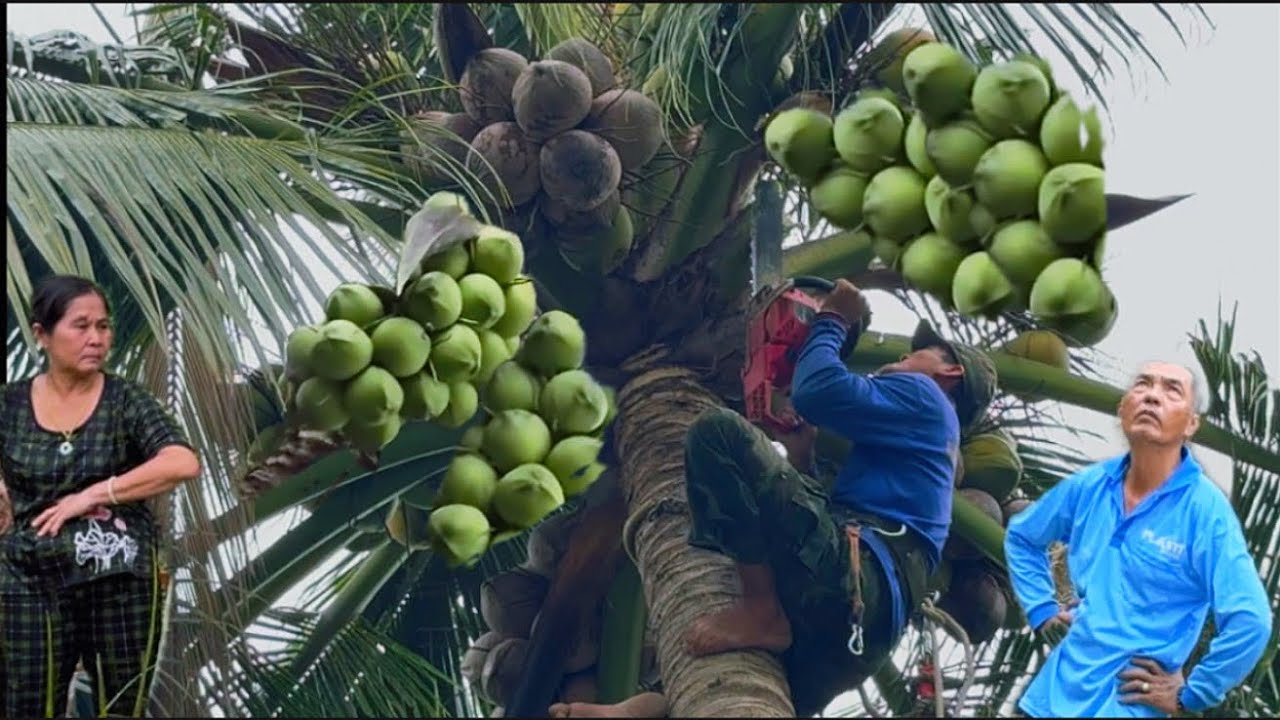 Cưa cây dừa trong vườn mai siêu trái leo không cần móng ￼