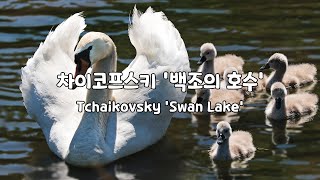 [일간클래식] 차이코프스키 '백조의 호수' (1시간듣기) ♬Tchaikovsky 'Swan Lake' (1Hour Repeat) by Emotional life 323,658 views 2 years ago 1 hour