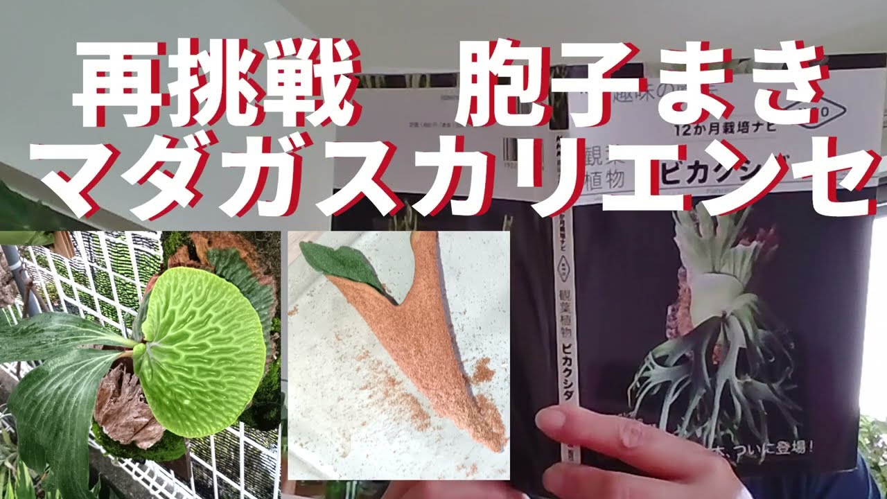 ズボラ胞子まき再挑戦（マダガスカリエンセ） - YouTube