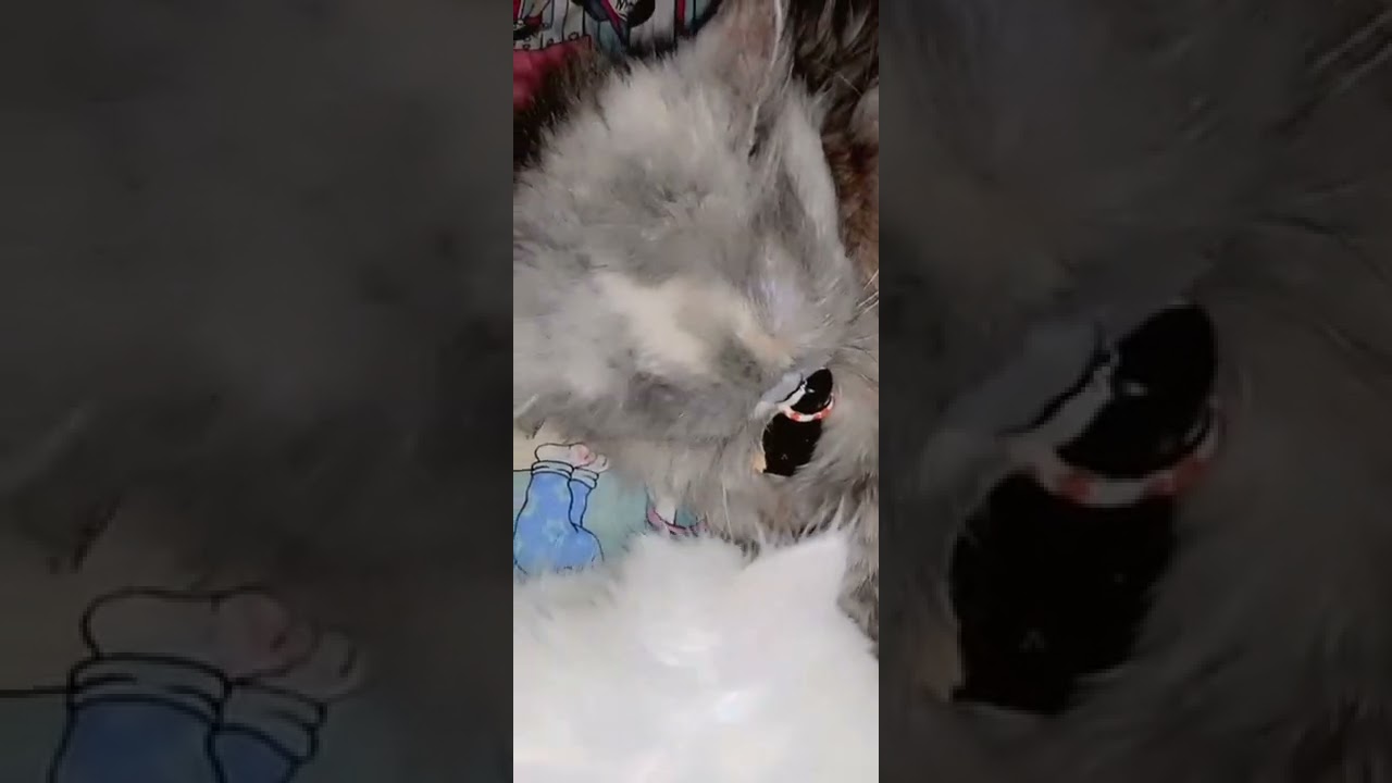 Cat kissing baby toy 
