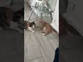 Brother and sister at it again! #catfight #kittycats #cats #wrestle #rumble #aintgotnithingonme #cat
