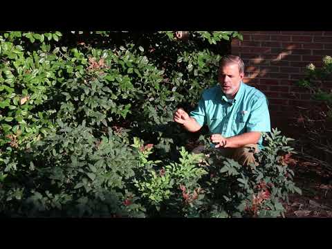 Wideo: Rośliny mahoniowe: Informacje o pielęgnacji Oregonu i pnącza ostrokrzewu winogronowego