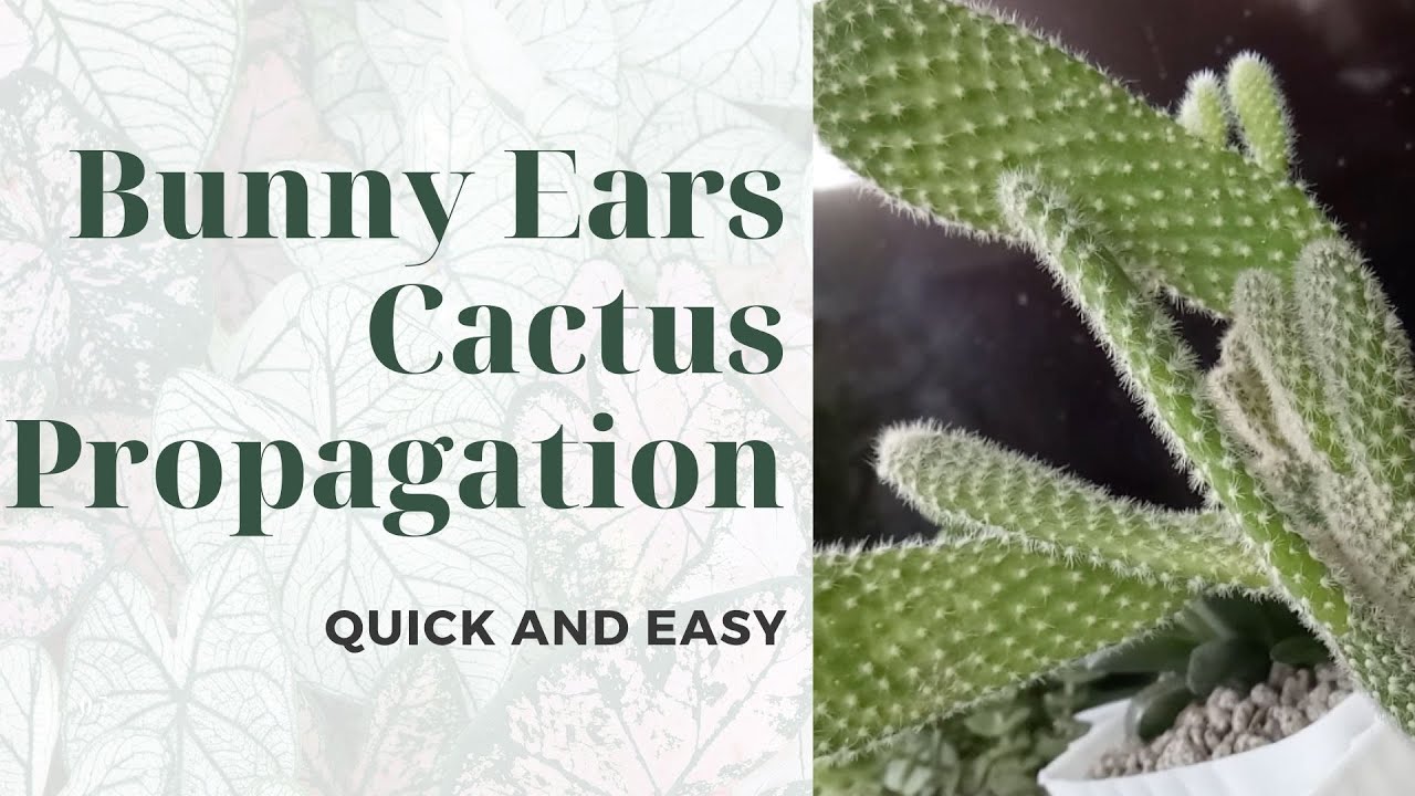 HOW TO PROPAGATE BUNNY EARS CACTUS 